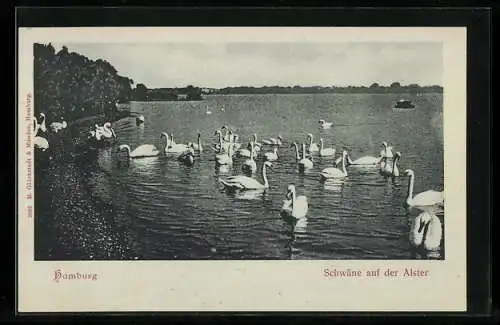 AK Hamburg, Schwäne auf der Alster