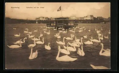 AK Hamburg, Schwäne auf der Alster