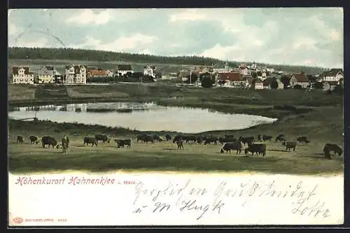 AK Hahnenklee i. Harz, Teilansicht mit Kühen am Teich