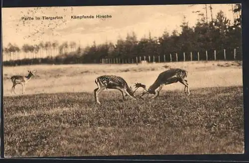 AK Hannover, Kämpfende Hirsche im Tiergarten