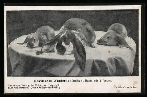AK Englisches Widderkaninchen, Häsin mit 2 Jungen