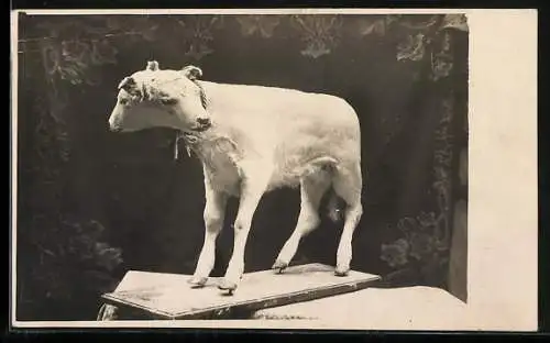 Foto-AK Ausgestopftes Zweiköpfiges Kalb