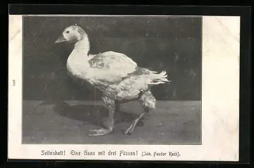 AK Gans mit drei Füssen, Inh. Feodor Reck