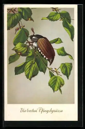 AK Maikäfer auf Futtersuche mit Pfingstgrüsse