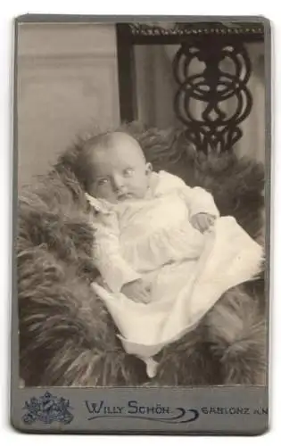 Fotografie Willy Schön, Gablonz a. N., Wappen und Ornamente, Rückseitig Portrait