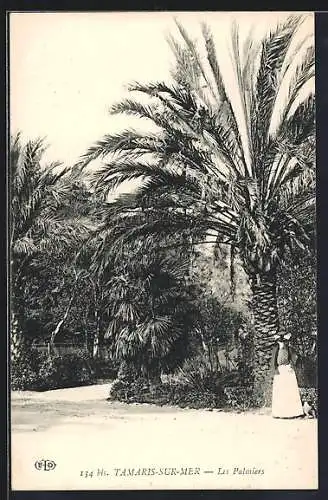 AK Tamaris-sur-Mer, Les Palmiers