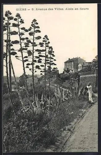 AK Giens, Avenue des Villas, Aloes en fleurs