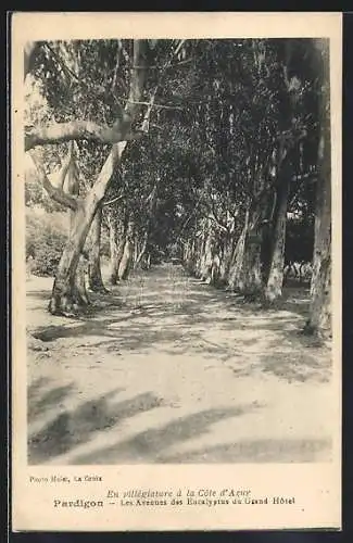 AK Pardigon, Les Avenues des Eucalyptus du Grand Hôtel