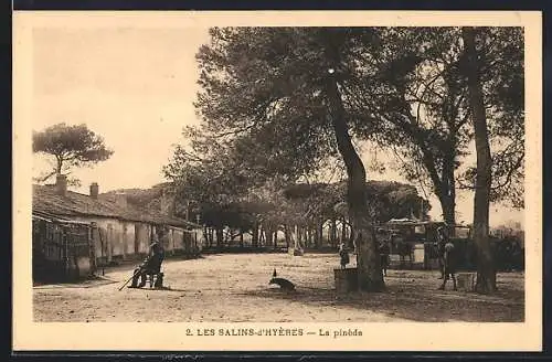 AK Les Salins-d`Hyères, La pinède