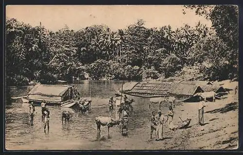 AK Colombo, Natives and Cattle bathing in River