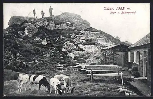 AK Osser / bayr. Wald, Teilansicht mit Kühen und Treppe