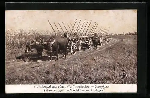 AK Macedonien, Büffel ziehen landwirtschaftliche Wagen