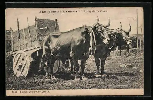 AK Lisboa, Rinder vor einen Wagen gespannt