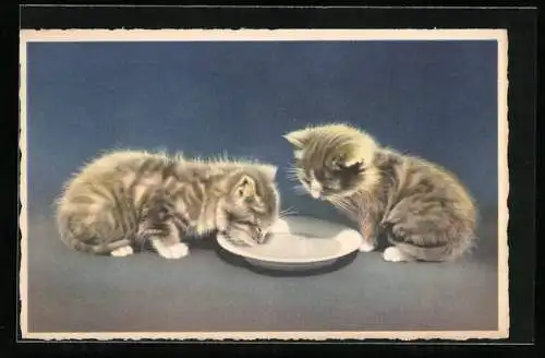 AK Zwei Kätzchen trinken Milch