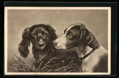 AK Zwei Jagdhunde im Feld
