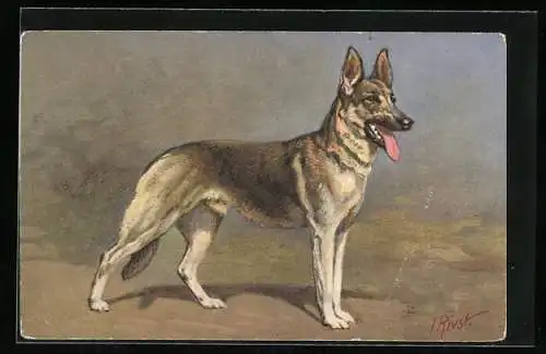 Künstler-AK Alsatian Wolfhound - Berger alsatien, Schäferhund