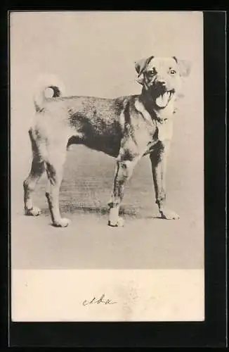 AK Hund mit Halstuch blickt in die Kamera