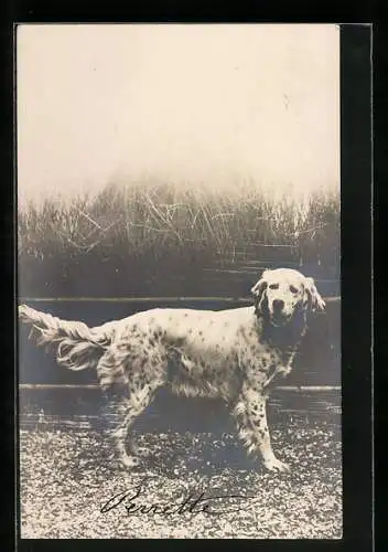 AK hübscher weisser Jagdhund am hohen Gras