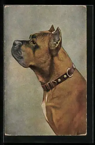 AK Ein Boxer im Profil