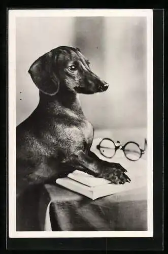 AK Dackel mit Brille