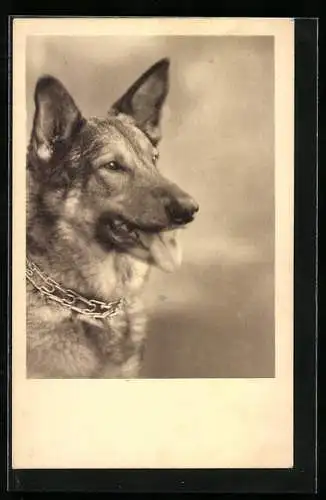 AK Schäferhund mit Kettenhalsband