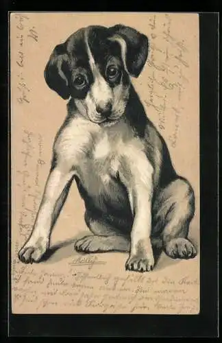 AK Niedlicher gescheckter Hund