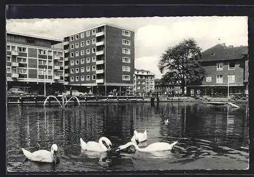 AK Stolberg /Rhld., Weiher mit Schwänen