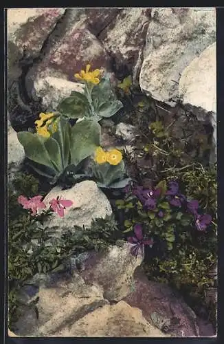 AK Photochromie NR 901: Primula auricula, Rhodothamnus Chamaecistus, Viola alpina, Aurikel, Zwerg-Alpenrose