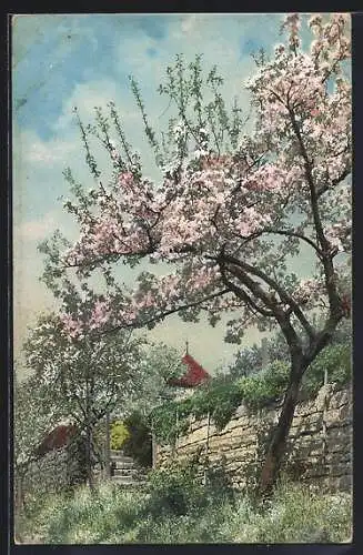 Foto-AK Photochemie Berlin Nr. 1907: Haus mit Mauer und blühenden Bäumen