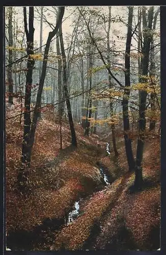 Foto-AK Photochemie Berlin Nr. 2066: kleiner Bach verläuft duch den Wald