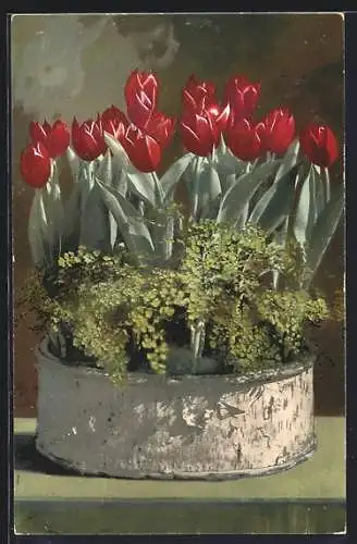 Foto-AK Photochemie Berlin Nr. 569: rot blühende Tulpen in einem Blumentopf