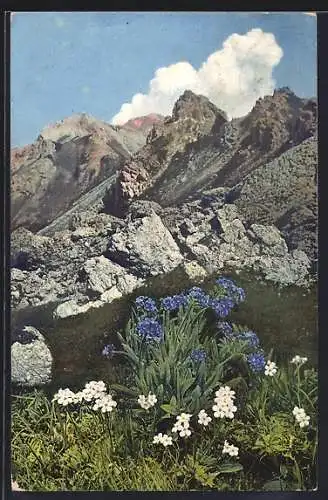 AK Photochromie NR: 947, Androsace Chamaejasme