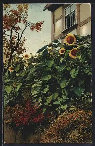 Foto-AK Photochemie Berlin Nr. 4194: schönes Blumenbeet mit Sonnenblumen