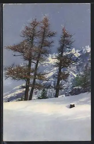 Künstler-AK Photochromie Nr. 3585: Pontresina, Lärchen am Scharfberg im Schnee