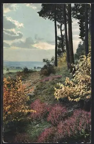 Künstler-AK Photochromie Nr. 2036: Waldrand mit Heidebüschen im Herbst