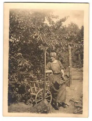 Fotografie Bäuerin hat Früchte von der eigenen Plantage gepflückt - geerntet