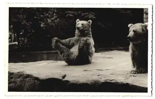 Fotografie Pursche, Oppach / OL, Bär in einem Zoogehege sitzt gemütlich herum