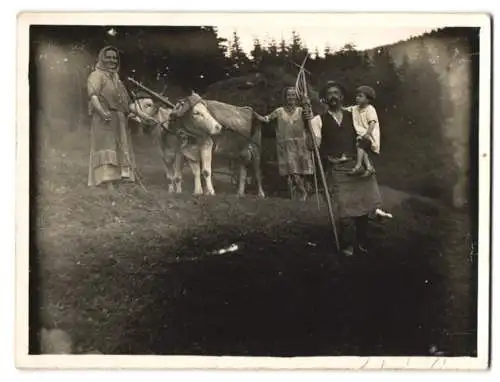 Fotografie Almbauern holen Heu mit Ochsenkarren