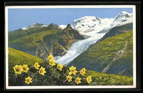 Künstler-AK Photochromie Nr. 1472: Zermatt, gelbe Alpen-Anemone