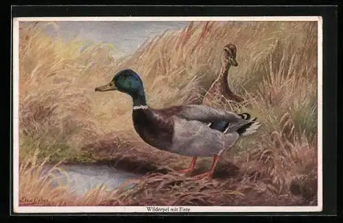 Künstler-AK sign. Elsa Oehme: Wilderpel mit Ente