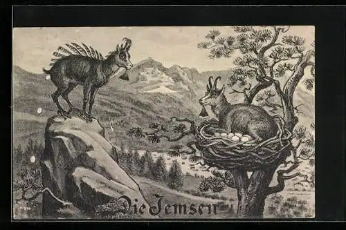 AK Kuriosa, Die Jemsen, Gämse in ihrem Nest brütend