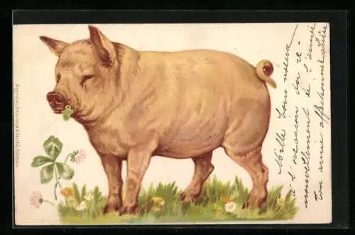 Künstler-AK Schwein mit Glücksklee auf einer Wiese