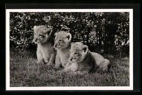 AK Hamburg - Stellingen, Löwenbabys in Carl Hagenbeck`s Tierpark