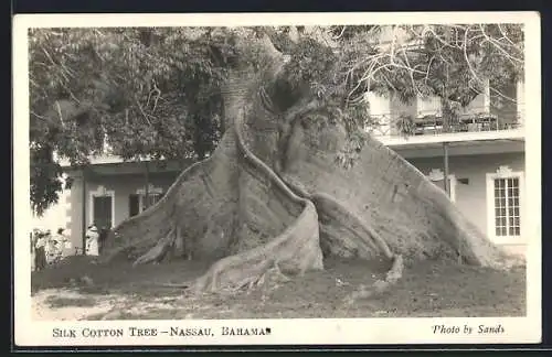 AK Nassau, Silk Cotton Tree