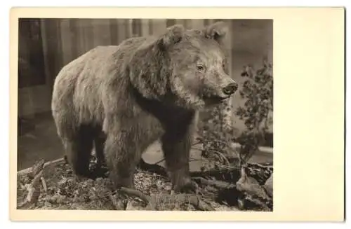 Fotografie Braunbär, ausgestopfter Bär, Taxidermie, Tierpräperat