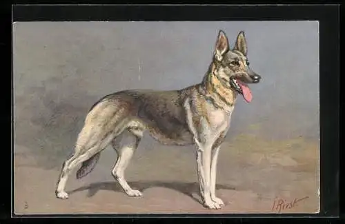 Künstler-AK Schäferhund, mit geschärften Sinnen