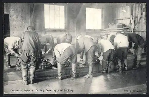 AK Colchester, Culling, Counting and Packing of oysters