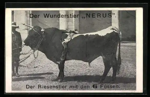 AK Der Riesenstier Nerus mit sechs Beinen