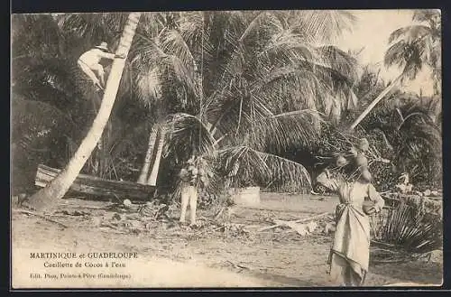 AK Guadeloupe, Cueillette de Cocos a l`eau