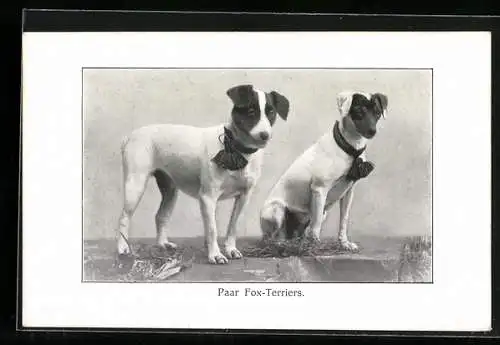 AK Paar Fox-Terriers, Terrier